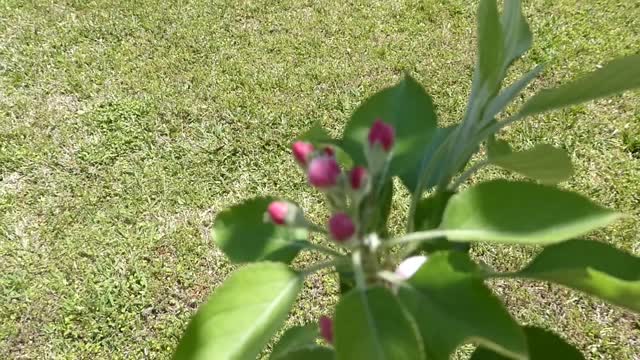 HOME STEAD (Growing Apple Trees)