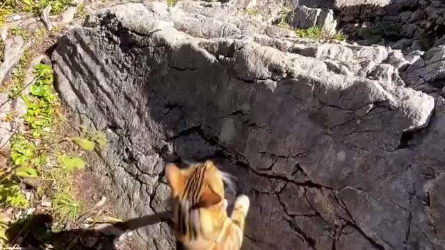 "Adventures are better with you 🐾🐯🌿