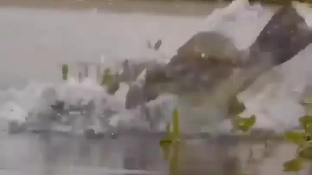 This is a beautiful and charming water-dwelling species