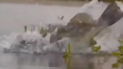 This is a beautiful and charming water-dwelling species