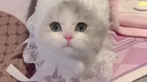 So cute Lovely Cats