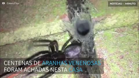 Centenas de aranhas venenosas invadem casa na Inglaterra