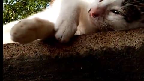 Blind kitten and cat family. These cats are so cute.