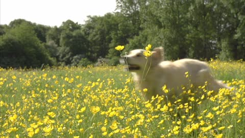 Golden Retrievers are famous life saving dog breed. This is officially incane. Watch this.