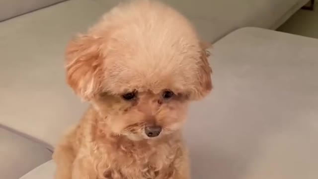 cute dog