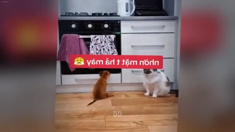 𝐅𝐮𝐧𝐧𝐲 𝐃𝐎𝐆𝐒 𝐚𝐧𝐝 𝐂𝐀𝐓𝐒 𝐕𝐢𝐝𝐞𝐨𝐬 𝟐𝟎𝟐𝟒 😹🐱🐶 𝐁𝐞𝐬𝐭 𝐅𝐮𝐧𝐧𝐢𝐞𝐬𝐭 𝐀𝐧𝐢𝐦𝐚𝐥 𝐕𝐢𝐝𝐞𝐨𝐬 🐤