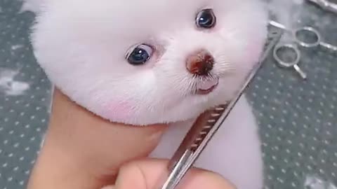 Baby dog hair style