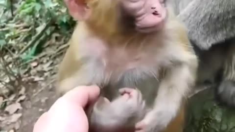So funny animal vdos