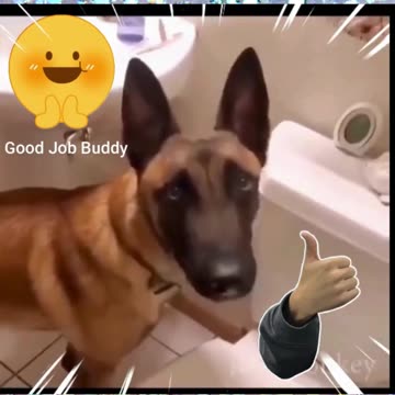 "Meet the World's Most Intelligent Dog!"