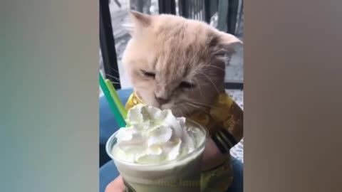 A collection of stupid animals