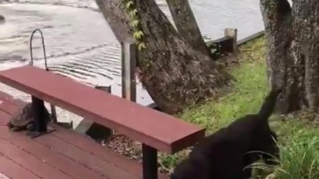 Funny!!! Watch as Dogs PANIC and jump into the lake to save their owner