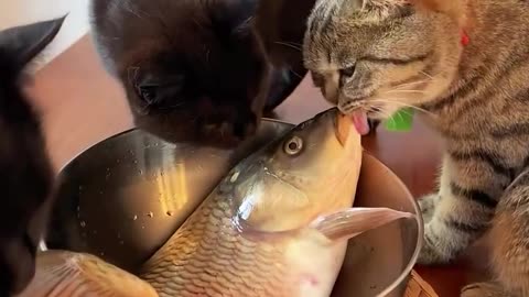 Fish & Cats #cats #cat #animals #pets #reels