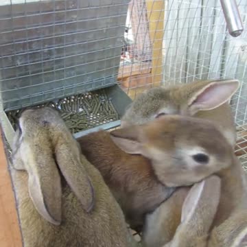 Almost Time to Sell the Rabbits #backyardrabbitry #rabbits #animals #backyardhomesteading #528hz