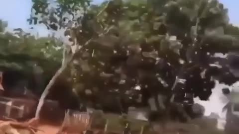 Totally safe tree removal