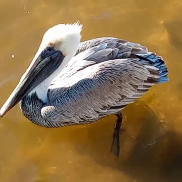 Brown Pelican Dislikes Bread #NatureInYourFace