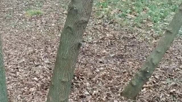 Leonardo going crazy with love for the squirrel