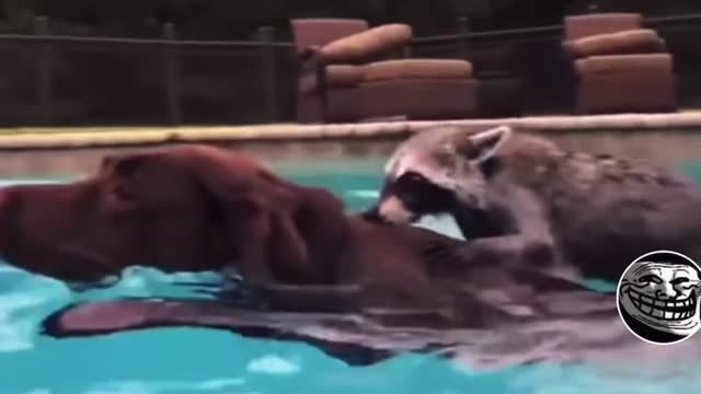 Doggo and raccoon swimming together