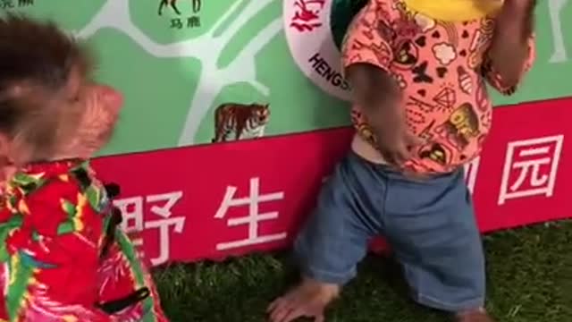Clothed monkeys look at pictures