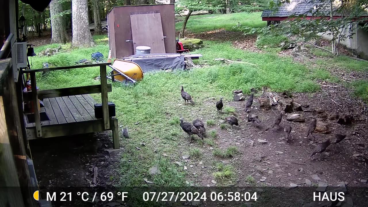 Morning in the yard. (LONG Video)