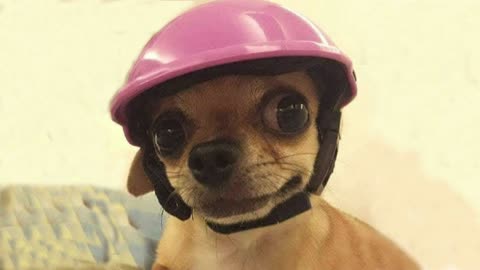 Stunningly Funny DOGS! A selection of jokes with DOG