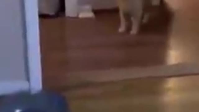 Cute Cat Following the Camera