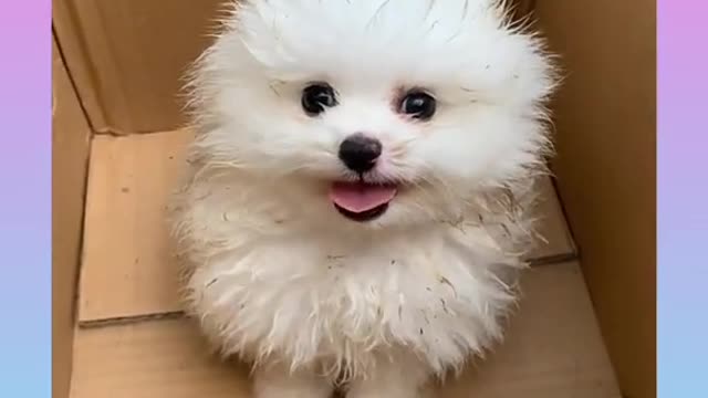 Funny and Cute Dog Video Compilation