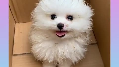 Funny and Cute Dog Video Compilation