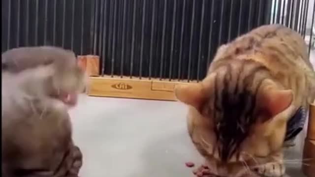 Cat food is so nice 😾🦦