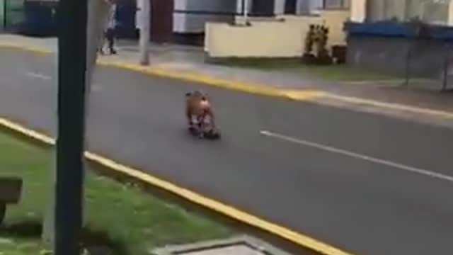 A dog (bull) riding a skateboard down the road.