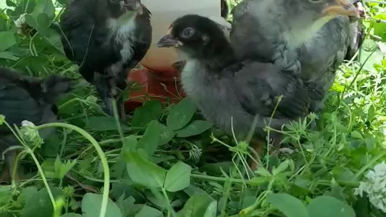 Happy Chicks