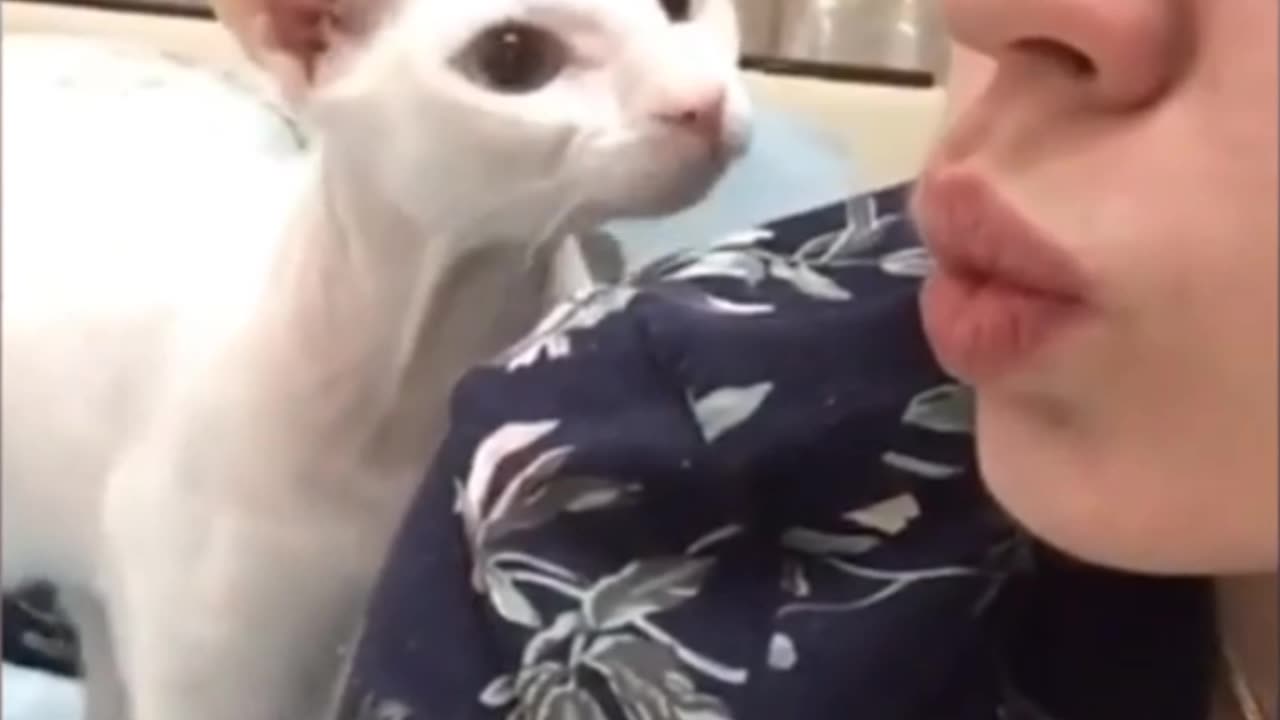 Cat Slapped a girl 🤣🤣