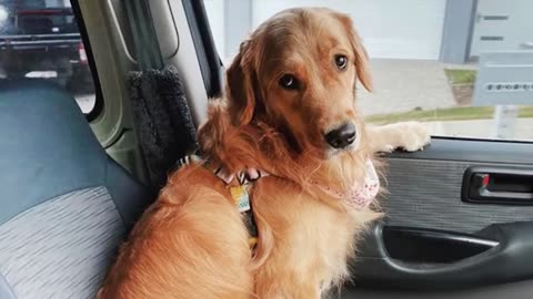Funny dogs video compilation
