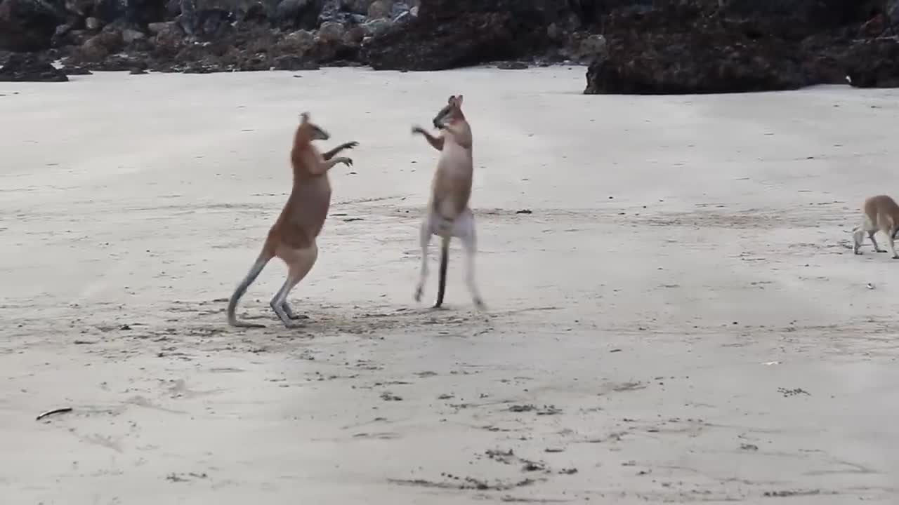 Wallaby Fight on the beach of Cape Hillsborough