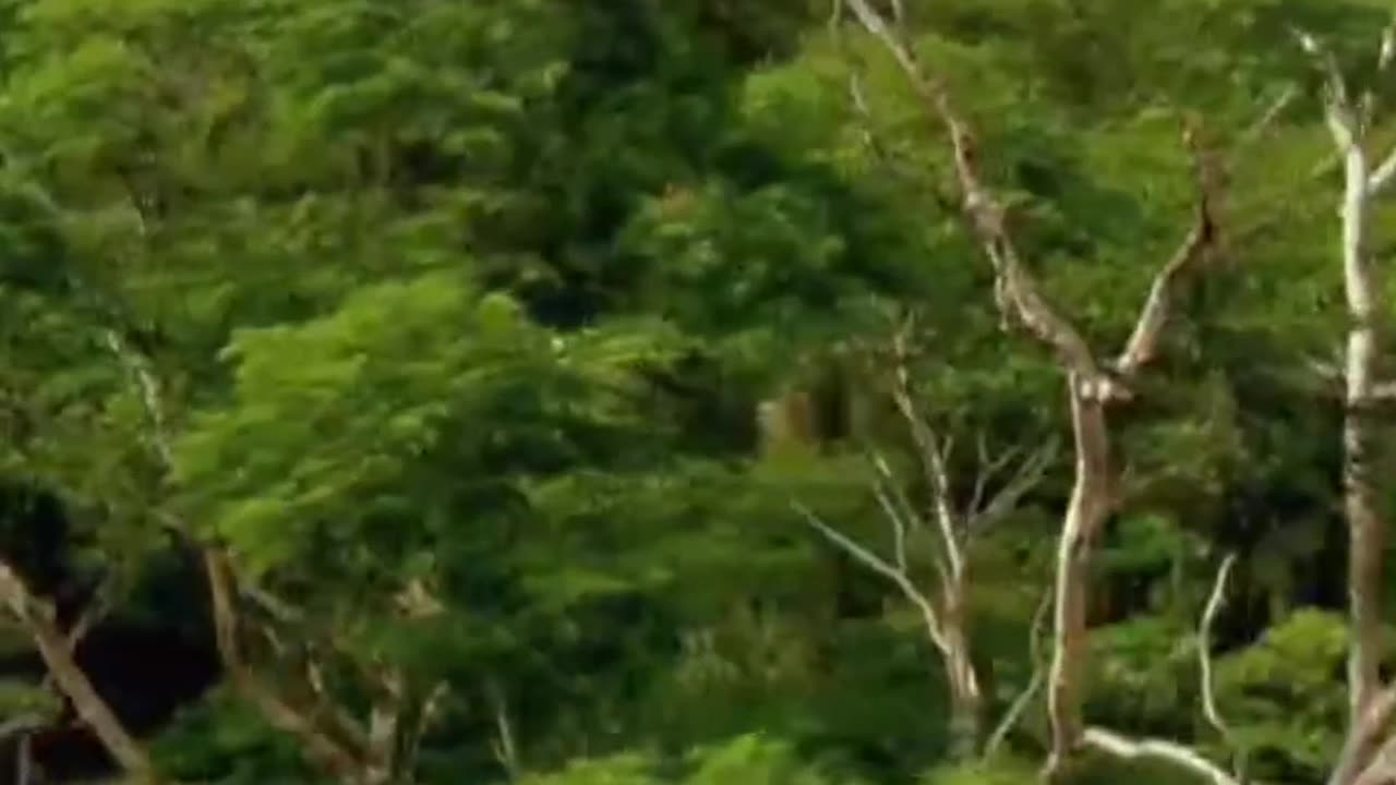 Águila: La Reina del Cielo