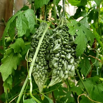 Bitter gourd on vine