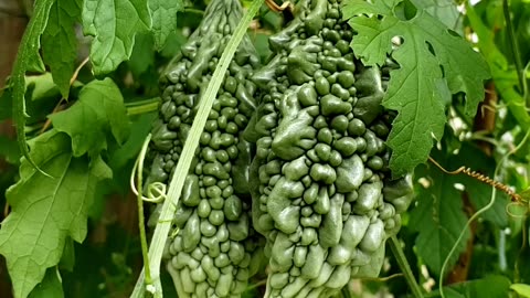 Bitter gourd on vine