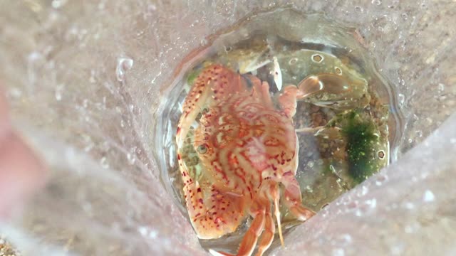 Unsual Red Crab On The Beach !