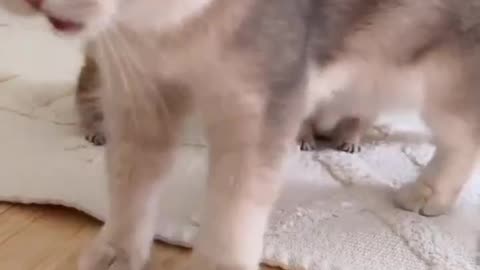 Beautifull cats' video | Cat lover | Nice Cats | Cats | funny cats