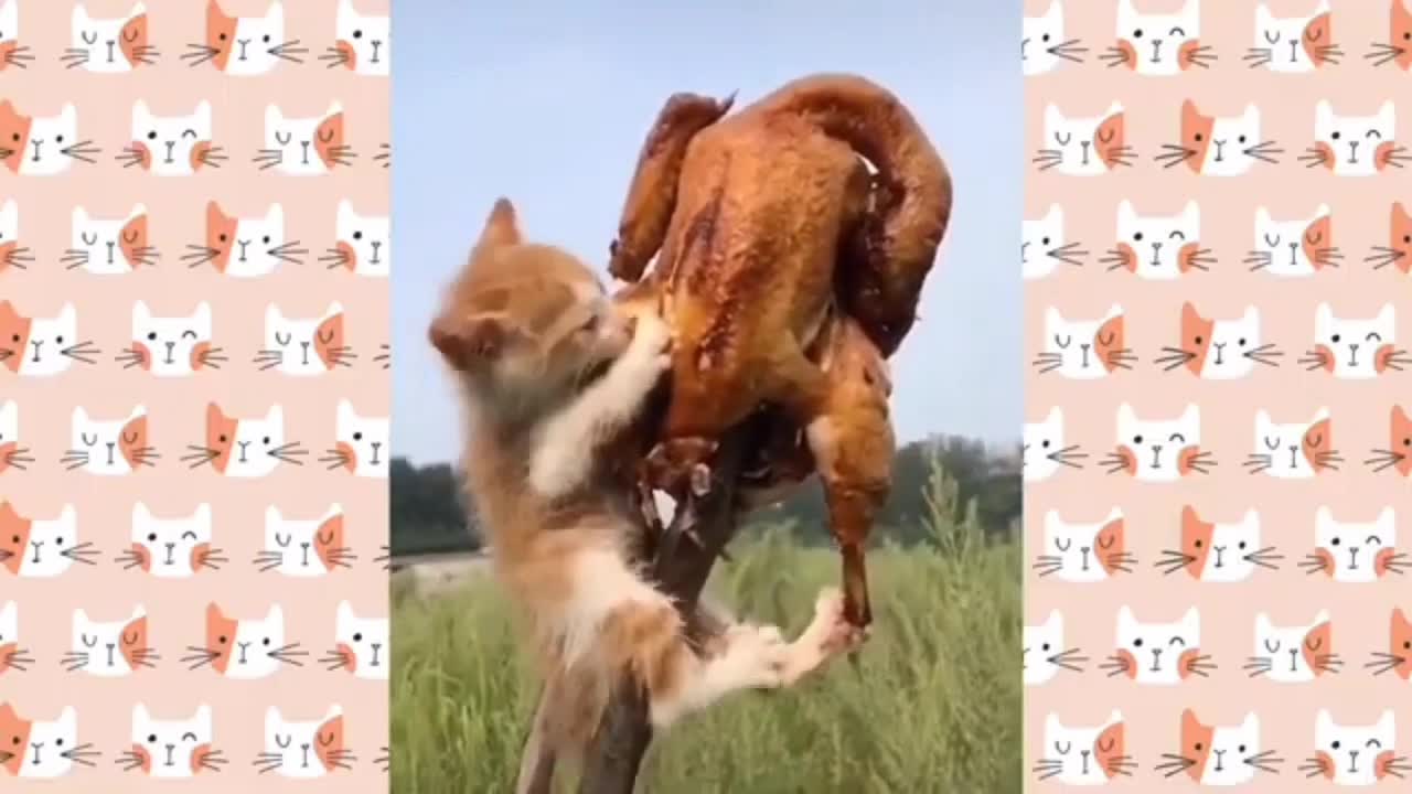 Little Hungry Cat Eating Fry Chicken ।।