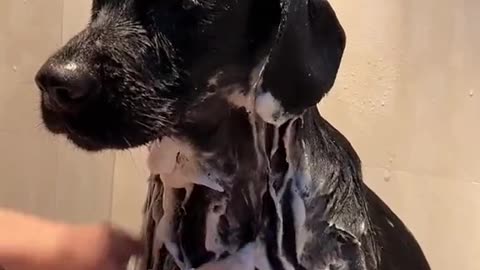 How to Wash your Dog