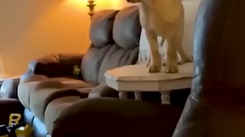 FuNny Animal VideoS 🤣📷