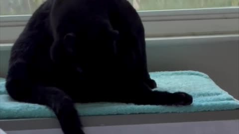 Cute Precious Piper is Keeping Herself Clean -Adopting a Cat from a Shelter Vlog
