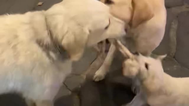 It's my toy!