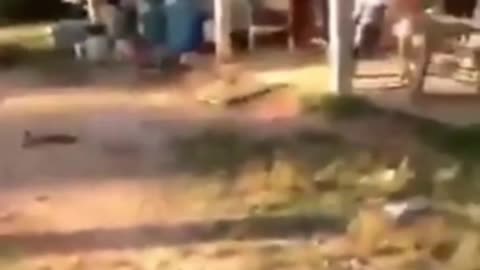 Try not to dog animal funny 🤣