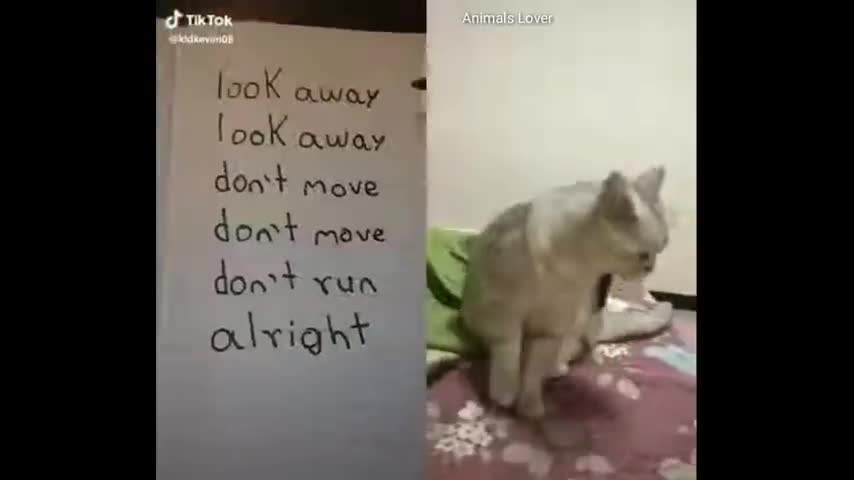 Cats Speaking English!