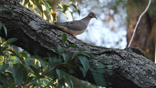 Pigeons love to live in the wild freely