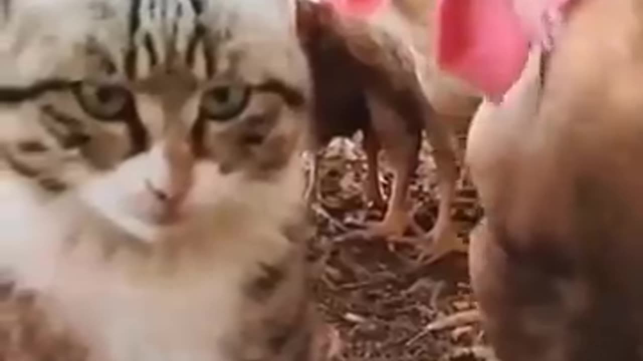 Funny_and_cute cat try to don't laaugh