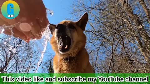 Super funny dog videos || Funny angry dog