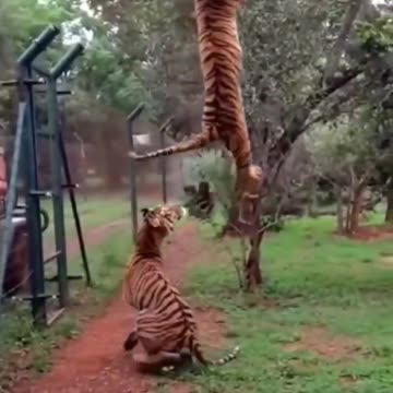 Tiger is verry agresive