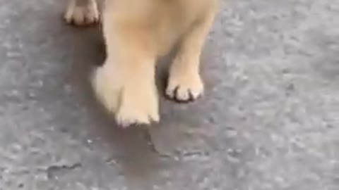 Dog crossing the road